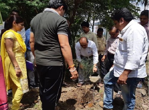 Tree Plantation